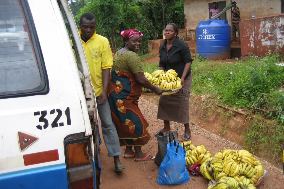 Frauen beladen einen Transporter mit Bananen